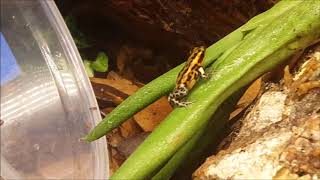 Orange Tree Frog Released