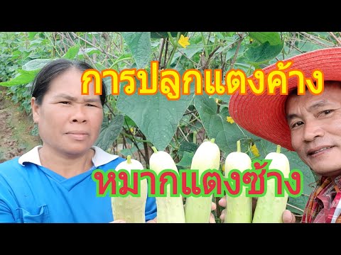 การปลูกแตงค้าง-แตงร้าน-แตงขาว-หมากแตงซ้าง ☘😀