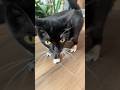 My name is Zoe and I love nature. Meu nome é Zoe e amo a natureza.#cat #cats #catvideos #catshorts