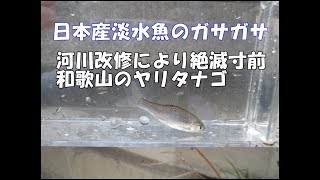 和歌山のヤリタナゴ 　淡水魚のガサガサ