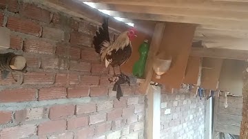 saib me nyuam qaib dib xam nawb zoo nraug kg nawb