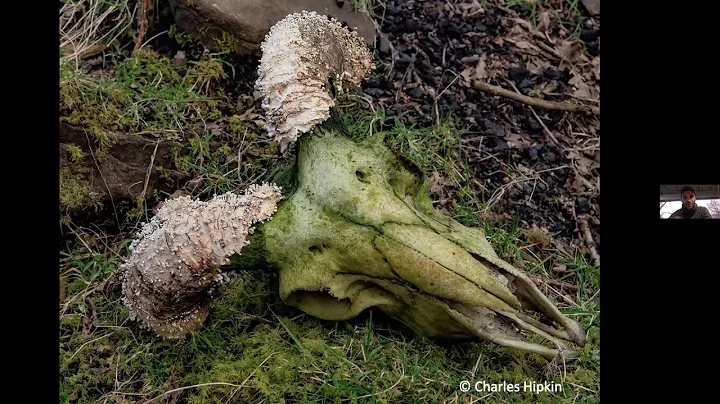 Macabre Mushrooms with Christian Schwarz