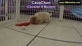Cavachon, puppies, dogs, for sale, in ...