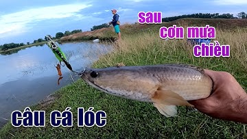 Câu Lure Cá Lóc ● Câu Cá Lóc Sau Cơn Mưa Chiều Và Cái Kết | Tâm Râu Vlog #162