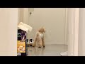 居なくなった飼い主を待ち続ける犬に涙が止まらない