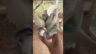 Hand Feed Parakeets at Gas Station part 2