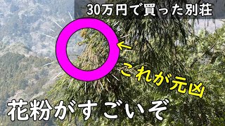 ポツンと一軒家 スギ花粉が酷い【30万円で買った 別荘】
