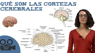 ¿Qué función tiene la corteza sensorial?