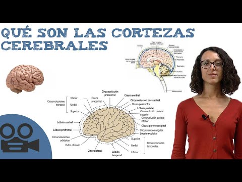 Video: ¿Dónde está la subcorteza en el cerebro?