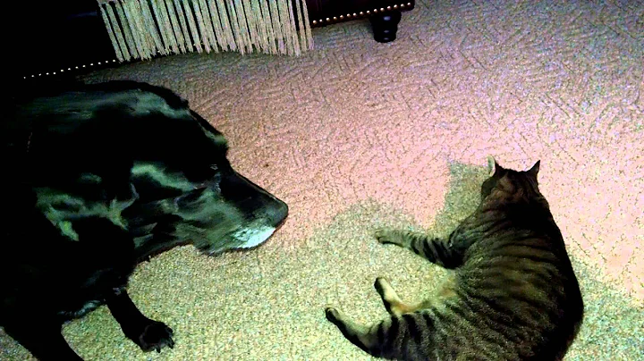 Dog and cat at play