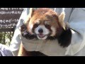 可愛いレッサーパンダに触れる動物園　Redpanda Show in Chausuyama Zoo