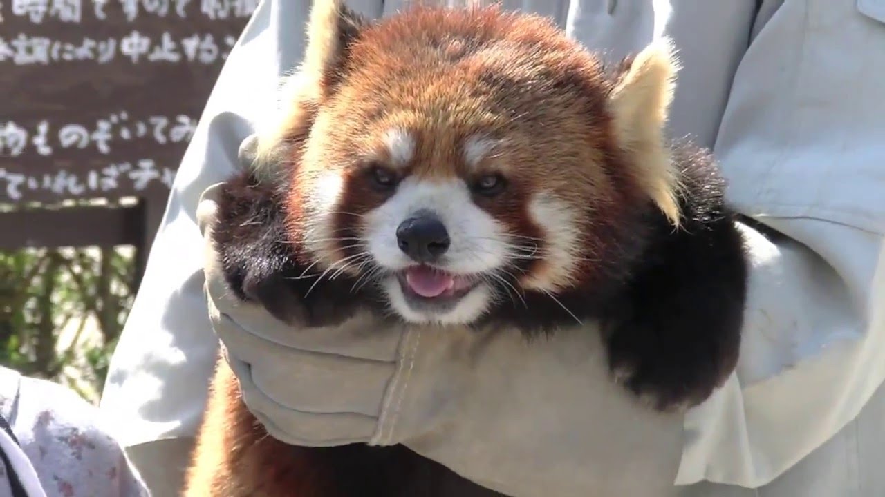 可愛いレッサーパンダに触れる動物園 Redpanda Show In Chausuyama Zoo Youtube