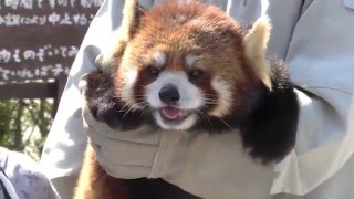 可愛いレッサーパンダに触れる動物園　Redpanda Show in Chausuyama Zoo