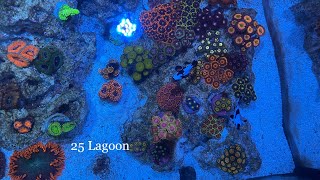 Tour of my Innovative marine 25 gallon lagoon nano reef tank aquarium