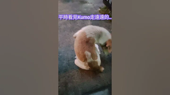 兩條野寶寶🐶開始信任Kumo了!手被舔的好麻😂感謝曾贊助或加入野寶寶會員的您們😘，才能購買飼料餵飽它們喲～ - 天天要聞