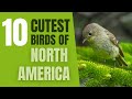 Top 10 Cutest Birds in North America