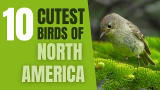 Top 10 Cutest Birds of North America