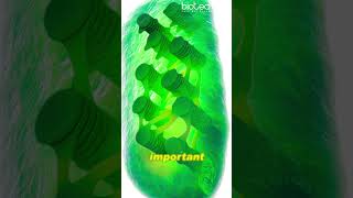 Photosynthesis Explained in 60 Seconds #photosynthesis