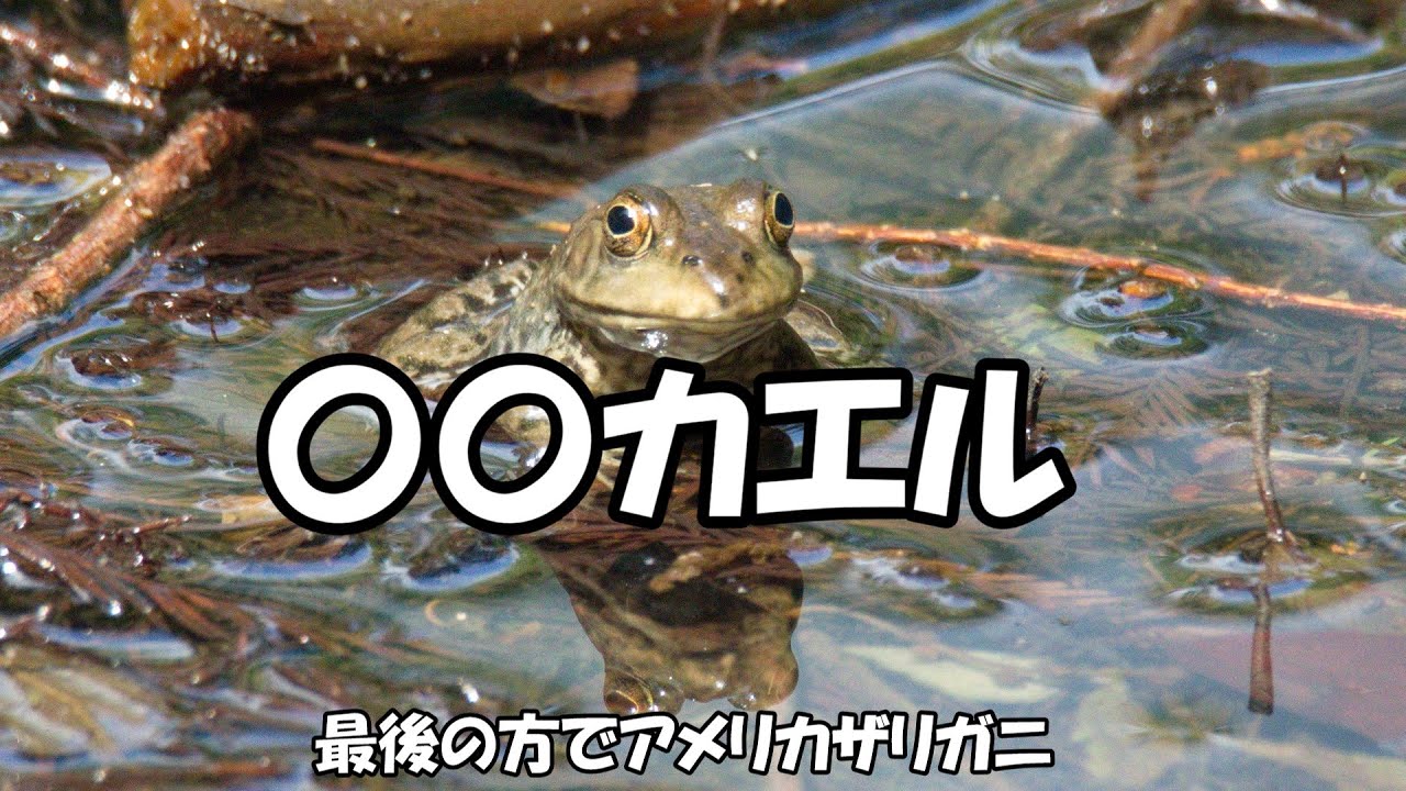 〇〇カエル - YouTube