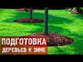 Плодовые деревья / Как подготовить плодовые деревья к зиме? / Зимовка плодовых деревьев