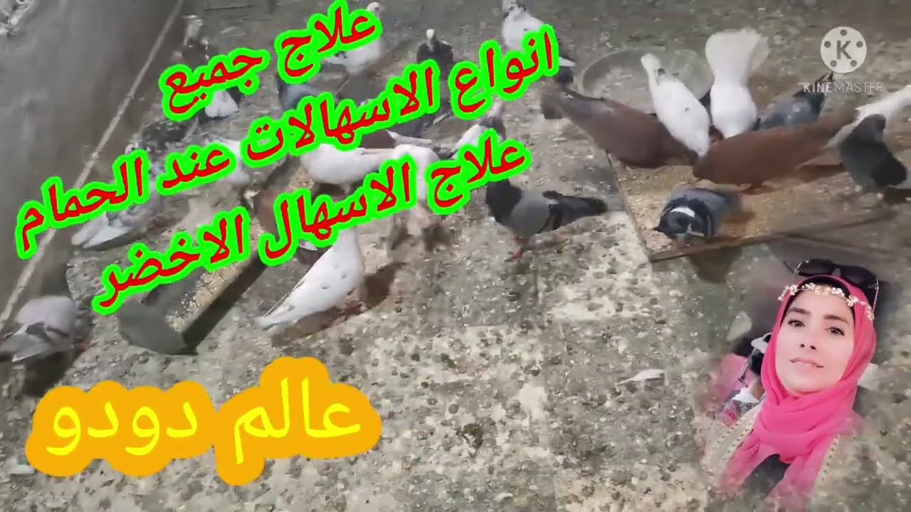 علاج الاسهال الأخضر عند الحمام ببلااااش والوقاية منه  The treatment of green diarrhea of pigeons