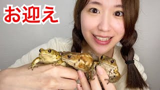 準絶滅危惧種のカエルの飼育を始めました