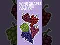 Wine Grapes vs Table Grapes #shorts