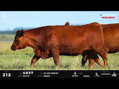 LOTE 212   TAT 4767, 4937, 5221 F Red Angus
