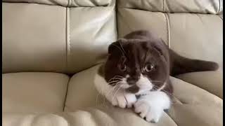 Scottish fold/Cattery MiaMurr/шотландский вислоухий котёнок/питомник MiaMurr by Miamurr cattery Питомник кошек 50 views 1 year ago 24 seconds