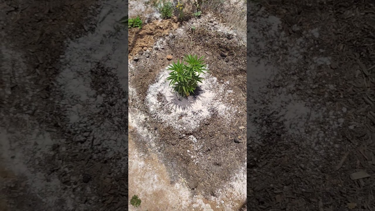 Phoenix AZ outdoor cannabis grow