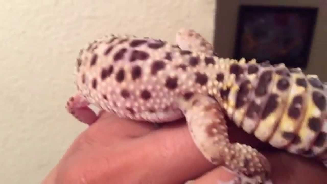 Leopard Gecko Tongue Action!