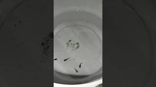 orange cichild fish gave birth to 4 babies 🐟😍🙏👍 #fish