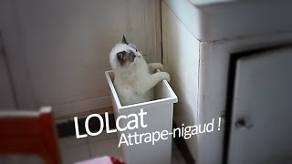 LOLcat Ivanovitch, fail. Repeated falls into a basket - 2014