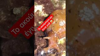 Ένας θαλάσσιος Λαγός (είδος γυμνοσαλιαγκα) #fishing #ψάρεμα #shorts