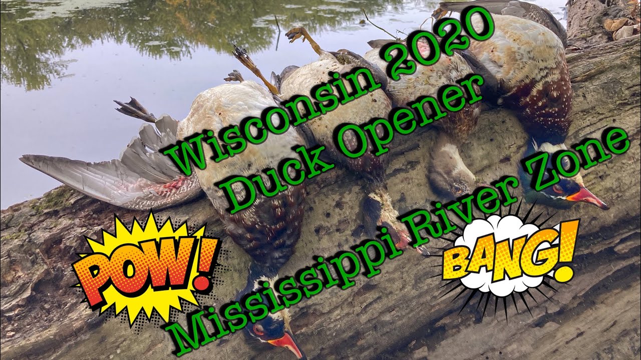 Wisconsin Duck Season 2020 Opening Day Mississippi River Zone YouTube