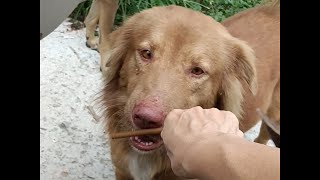 ในวันที่ฝนตกหมาจรน่าสงสารที่สุด#straydogs #dog #doglover #dogs #หมา #cute