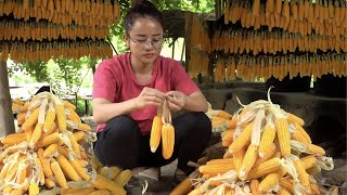 Harvest redfleshed dragon fruit gardens to sell at the market, and harvest plain corn