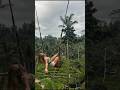 What The Bali Swing In Ubud рџ рџ Is REALLY Like What The Bali Swing In Ubud рџ рџ Is REALLY Like