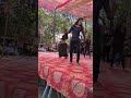 #tamasha #dance #yatra #lavani #malegaon #ashwini#gautami #