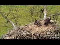 Decorah North~Still alive Hawklet is brought! Don't watch, if you are sensitive!~2021/05/18