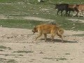 ABORIGINAL CENTRAL ASIAN SHEPHERD DOGS of Kyrgyzstan の動画、YouTube動画。