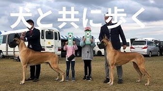 グレートデン Youtube グレートデン Youtube