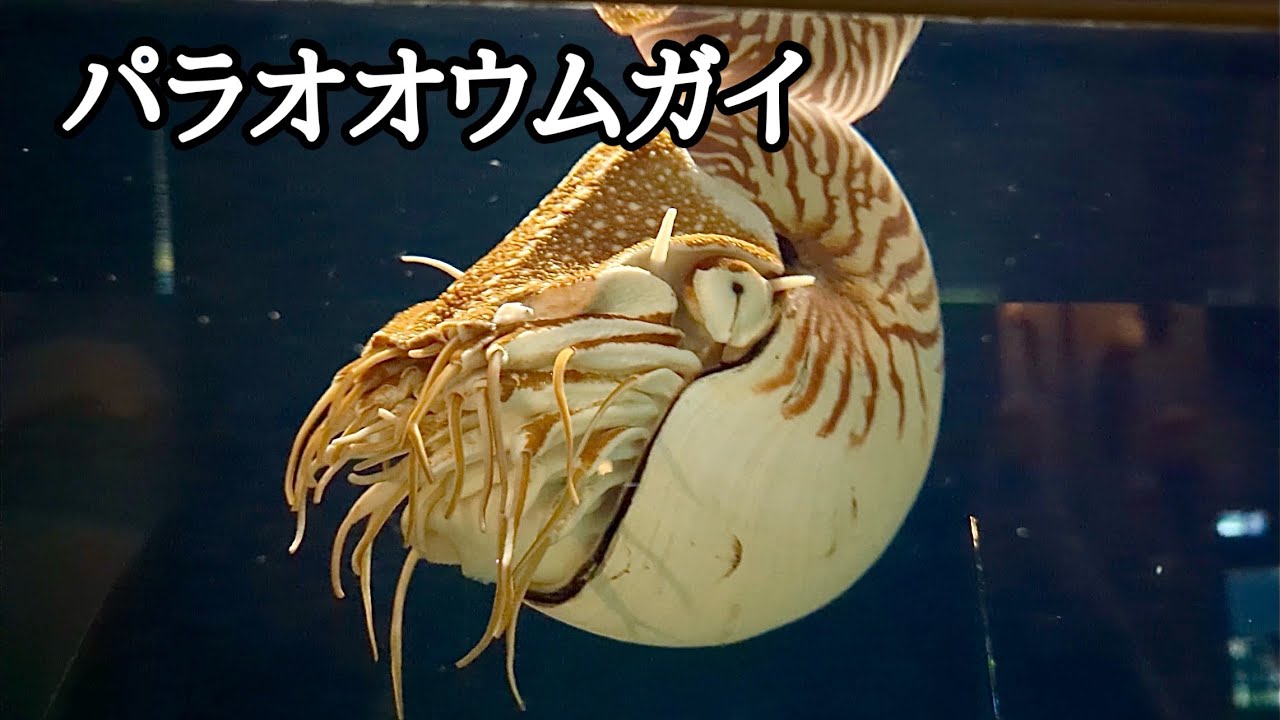 パラオオウムガイ ぷかぷかと漂っています【鳥羽水族館】Palau