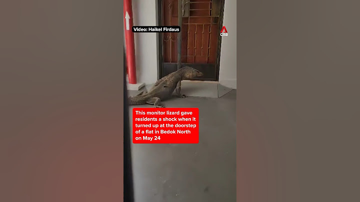 🦎This monitor lizard shocked some residents in Bedok when it showed up at their doorsteps on May 24
