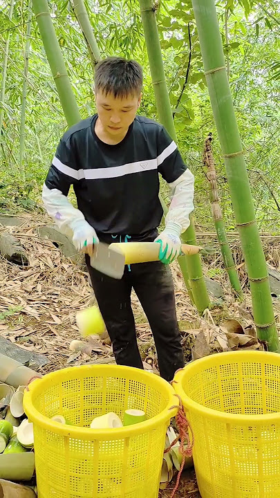 Watching the layers of bamboo shoots being easily peeled off #satisfying