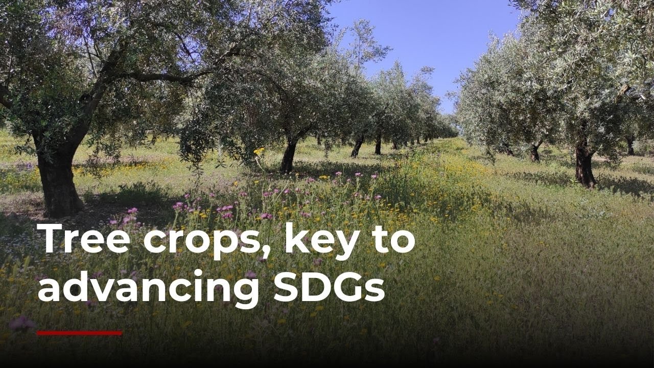 Tree Advancing Tree Crops Key to Advancing Sustainable Development Goals - YouTube