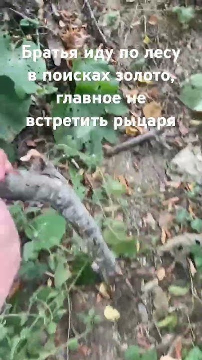 В поисках золото! #гномы #рыцари #лес #рек - YouTube