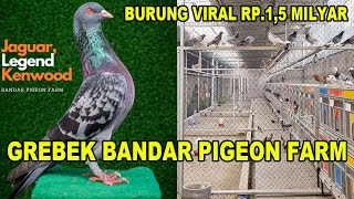 Grebek Farm Burung Dara Viral Rp.1,5 Milyar  Bandar Pigeon  Spesialis Burung Dara Kolong