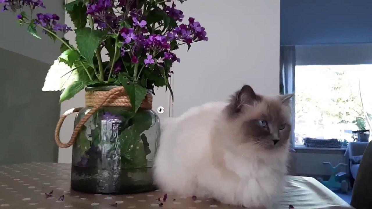 omg look ragdoll cat lizzy her eye? do you have any tips for inflamed eyes? so sad omg look ragdoll cat lizzy her eye? do you have any tips for inflamed eyes? so sad