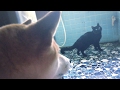 猫が鳴くとすぐ駆けつける柴犬 The dog hasten to the cat when cat mew
